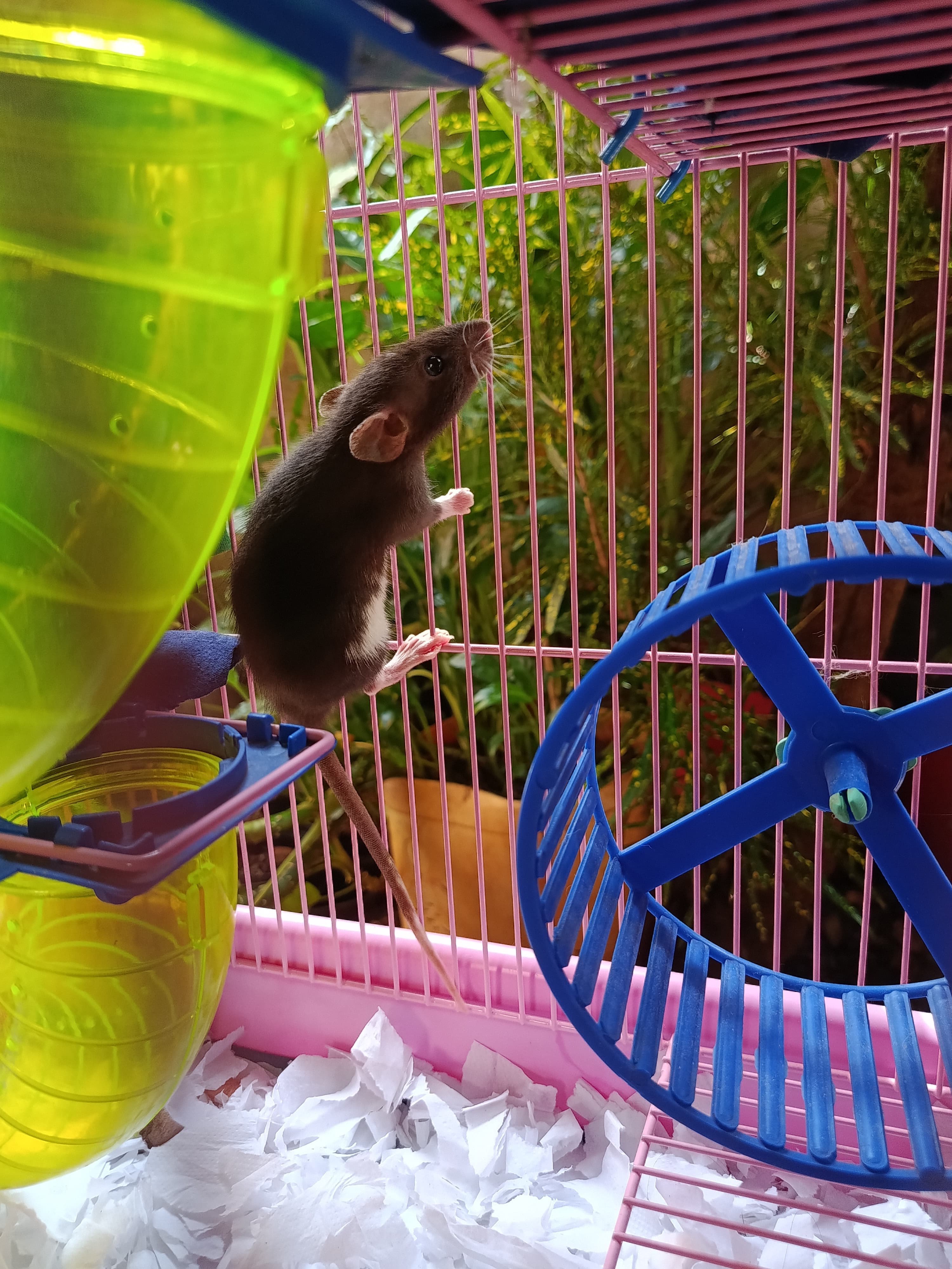 Rato explorando gaiola enriquecida